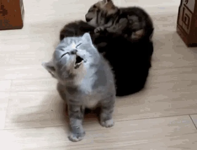 tired.gif